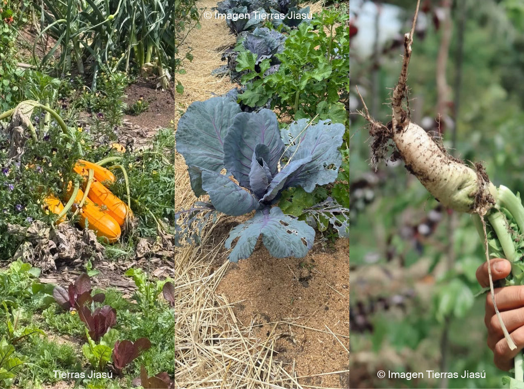 Alimentos con vida: Descubre el poder de la agricultura regenerativa  🌱