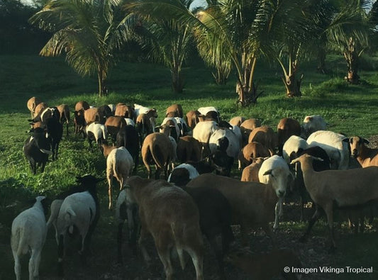 El tesoro olvidado de la mesa: por qué nuestros antepasados valoraban tanto los órganos animales